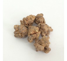 田七 (60頭) 原色 (每兩)